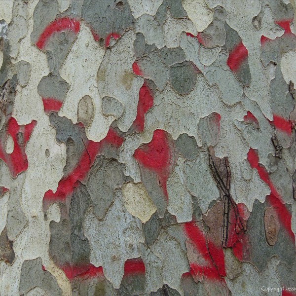 Red paint on bark
