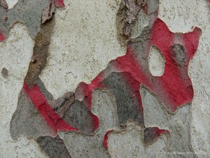 Red paint on bark