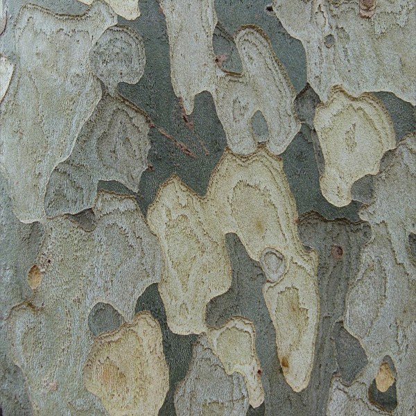 Natural pattern and texture in plane tree bark
