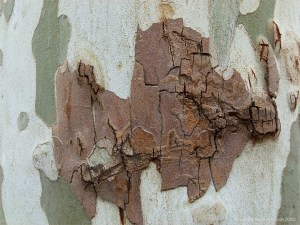 Natural pattern and texture in plane tree bark