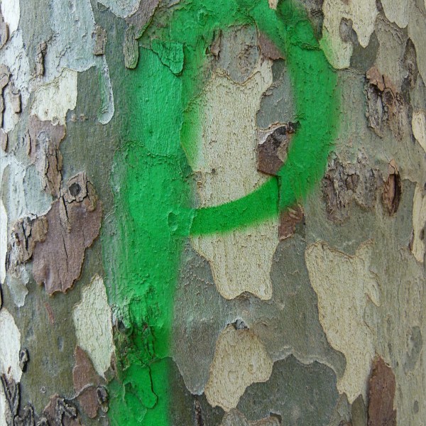 Green spray-paint graffiti on plane tree bark