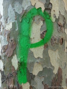 Green spray-paint graffiti on plane tree bark