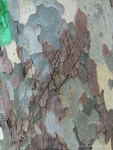 Graffiti on plane tree bark