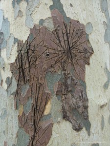 Knife mark graffiti on plane tree bark