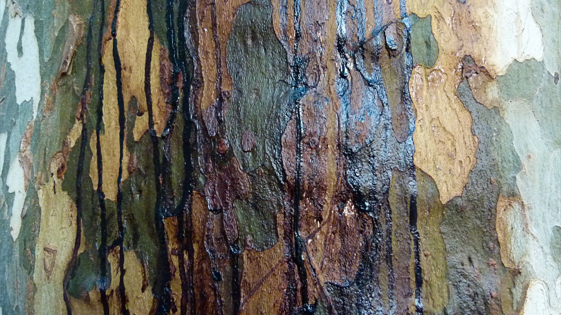 Weeping sap on plane tree bark