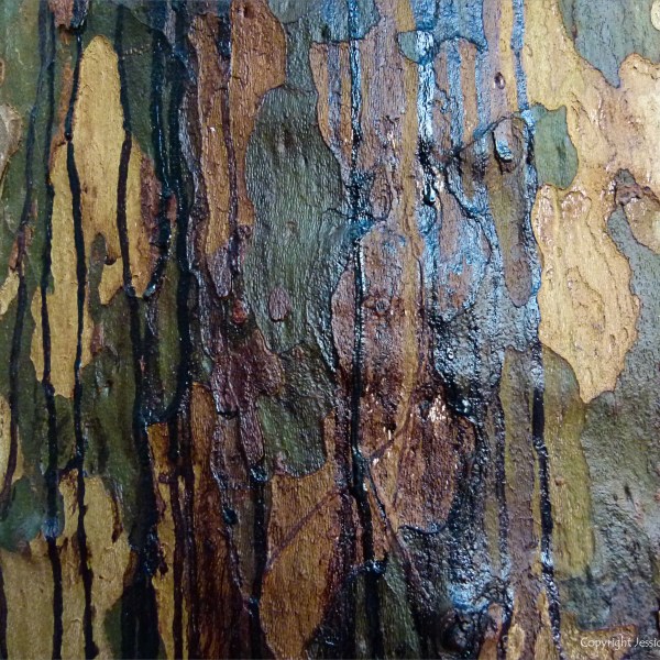 Weeping sap on plane tree bark