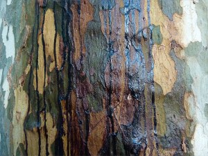 Weeping sap on plane tree bark