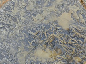 Strange marks on rocks at Birsay Bay