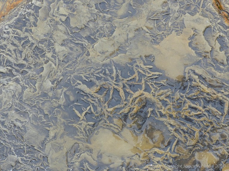 Strange marks on rocks at Birsay Bay