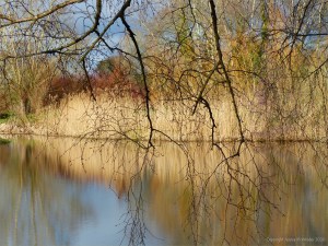 Winter lakeside reflections