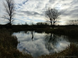 Reflections of bare branches on water