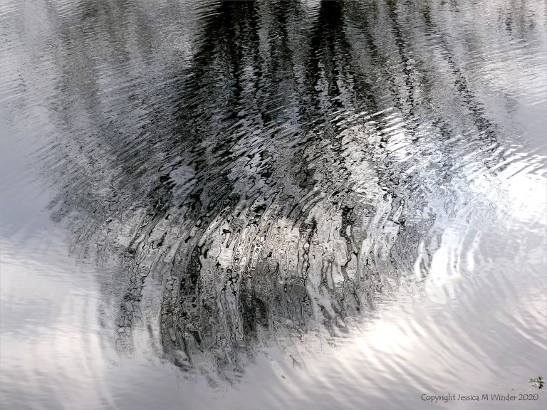Reflections of bare branches on water
