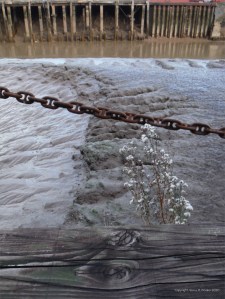 Soft mud on a tidal river bank