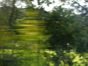 Rural view from a moving train