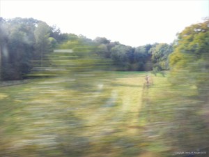 Rural view from a moving train