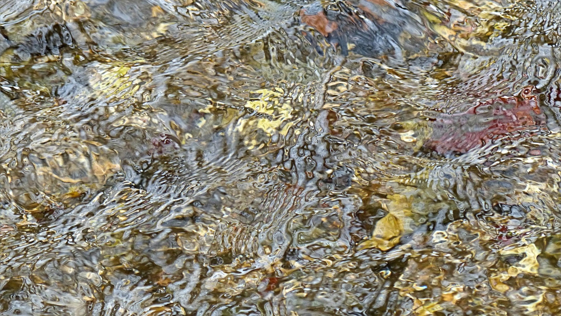 Close-up of pattern and texture in a fast flowing shallow river