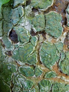 Cracked paint and rusty metal on an old gate post