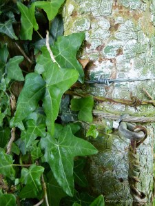 Cracked paint and rusty metal on an old gate post