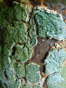 Cracked paint and rusty metal on an old gate post
