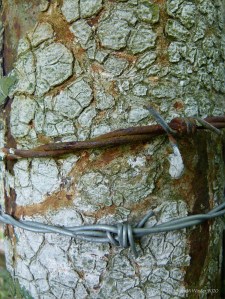 Cracked paint and rusty metal on an old gate post