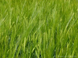 Barley growing in the field