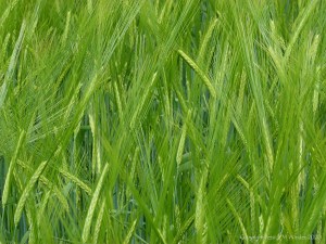 Barley growing in the field