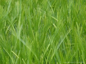 Barley growing in the field