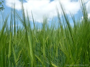 Barley growing in the field