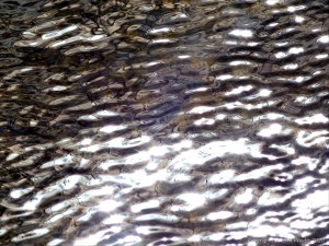 Abstract natural patterns on water