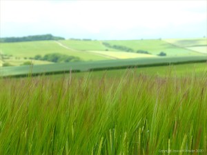 Barley field view