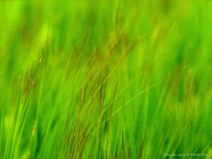 Detail of ripening barley