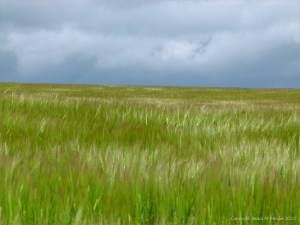 Barley field view