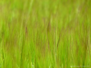 Detail of ripening barley