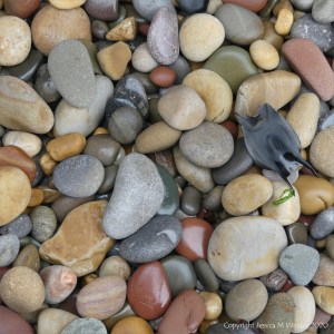 Smooth coloured pebbles at Caswell Bay