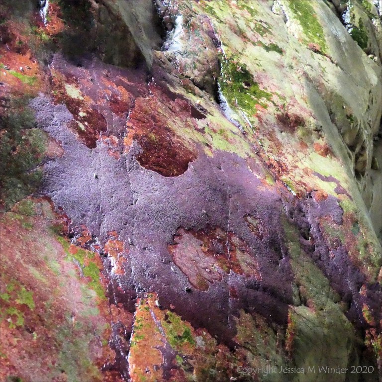 Colourful epibiota on limestone cave rock surface