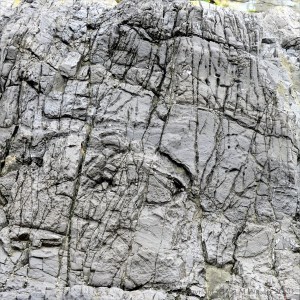 Rock texture in Carboniferous limestone