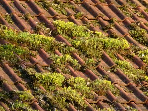 Yellow stonecrop on a terracotta roof