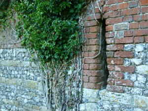 Ivy clad flint and brick walls of an old barn