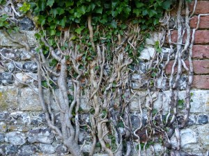 Ivy clad flint and brick walls of an old barn