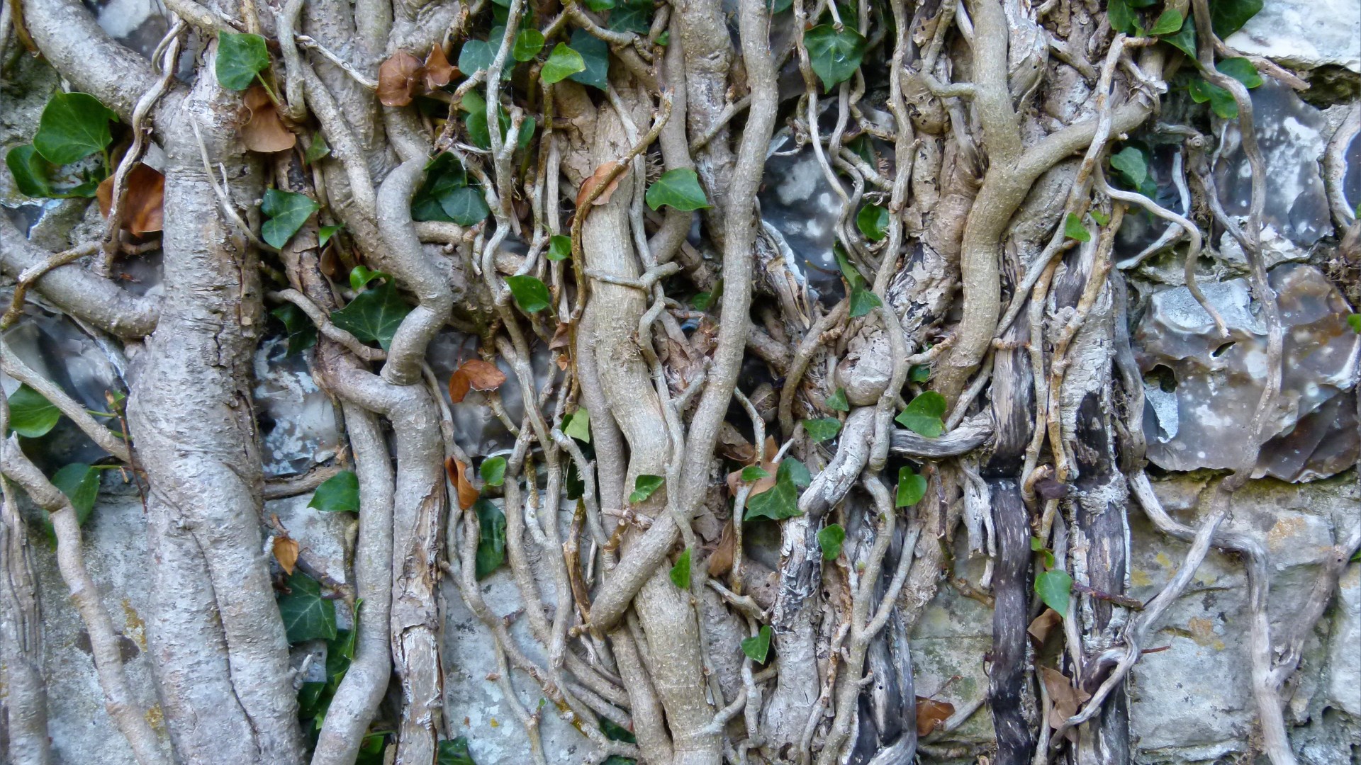 Ivy clad flint and brick walls of an old barn