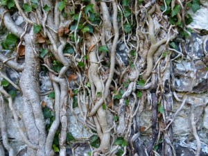 Ivy clad flint and brick walls of an old barn