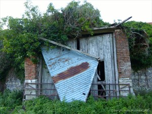 Ivy clad flint and brick walls of an old barn