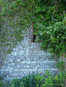 Ivy clad flint and brick walls of an old barn