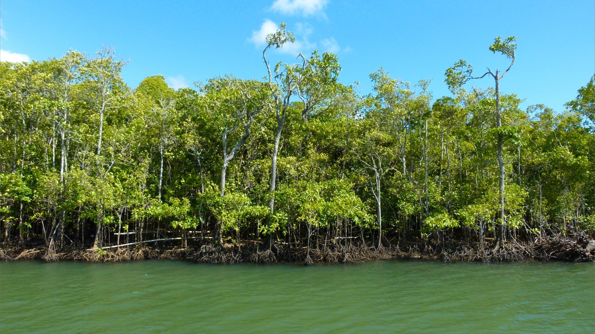 Morning on the Mulgrave River