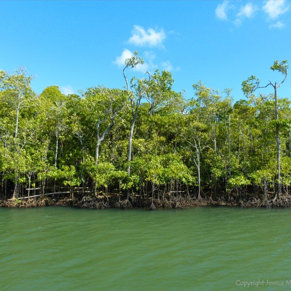 Morning on the Mulgrave River
