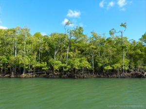 Morning on the Mulgrave River