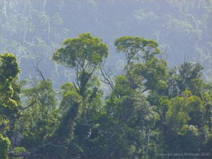 Hazy evening view along the banks of the Mulgrave River