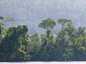 Hazy evening view along the banks of the Mulgrave River