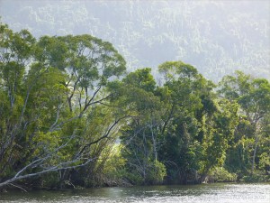 Hazy evening view along the banks of the Mulgrave River