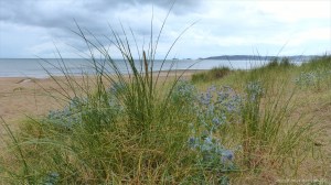 View of Swansea Bay from the dunes